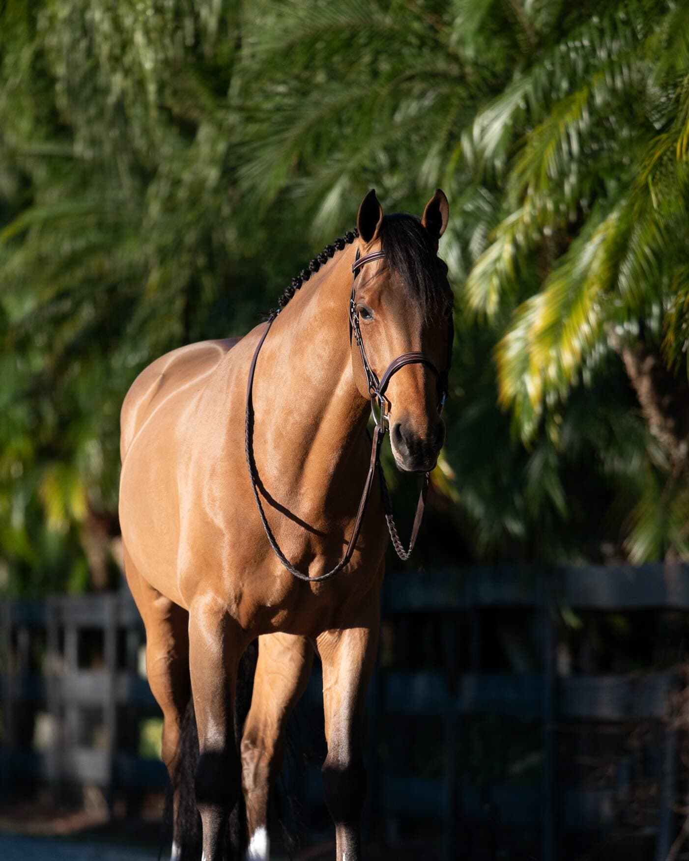 A bay sport horse on the drive between palms and fence line
